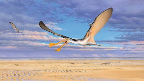 Scoperti i resti di Pterosauro più antichi dell’Australia