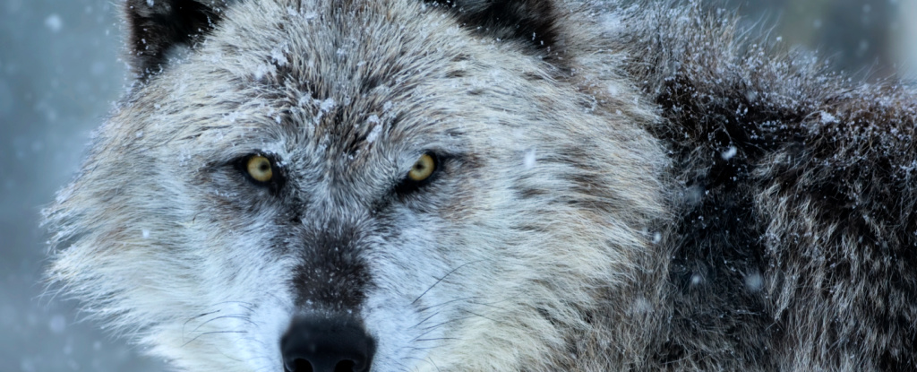 Un fenomeno strano accade ai lupi infettati dal  parassita che altera la mente