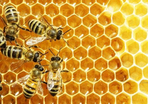 Come fanno le api a fare il miele?