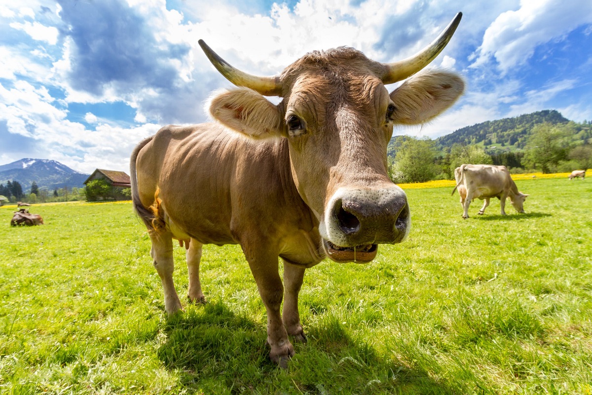 Stati Uniti: rivelato un caso atipico di mucca pazza, gli scienziati si pongono domande