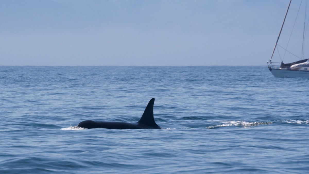 Stretto di Gibilterra: yacht attaccato due volte da orche, stanno sviluppando strategie anti-barca