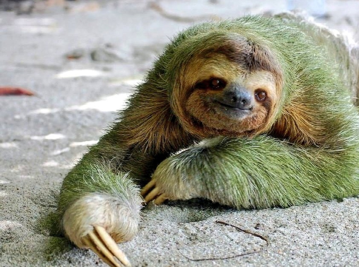 La pelliccia del bradipo è un piccolo ecosistema, utile per combattere la resistenza agli antibiotici