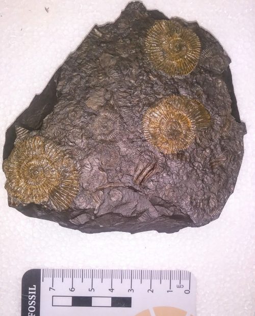 posidonia shale-fossili dorati