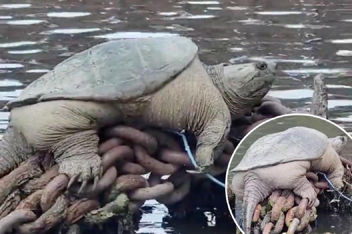 Nel fiume Chicago un amatoriale nota una tartaruga gigante azzannatrice [VIDEO]