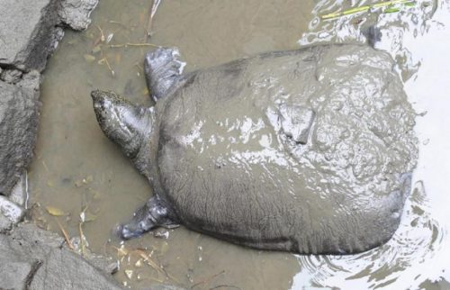 Vietnam: morta l’ultima rara tartaruga gigante femmina dello Yangtze, notizia devastante