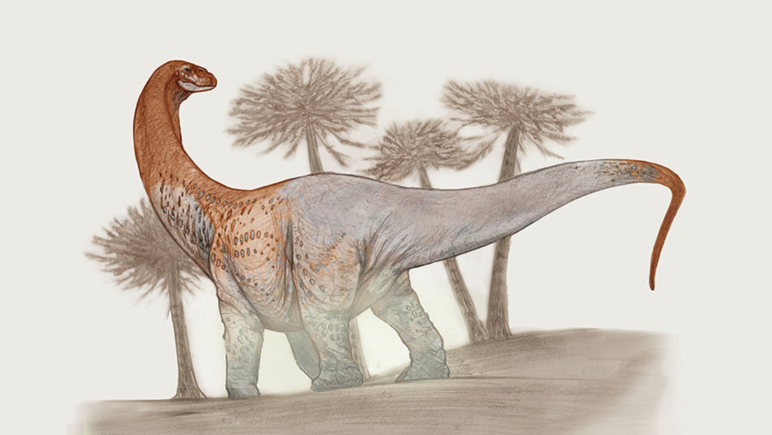 I resti di due giganteschi titanosauri finora sconosciuti sono stati scoperti in Argentina
