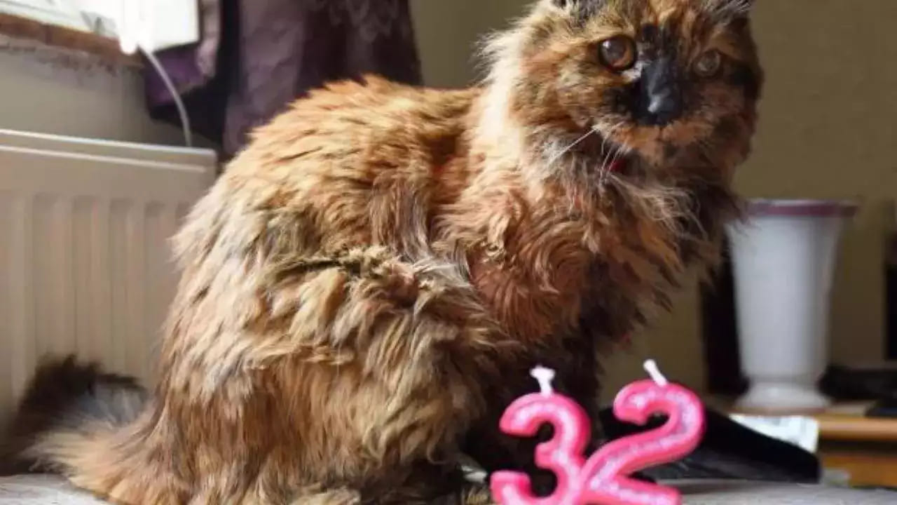 La gatta più vecchia al mondo festeggia 32 anni con una torta di compleanno al salmone