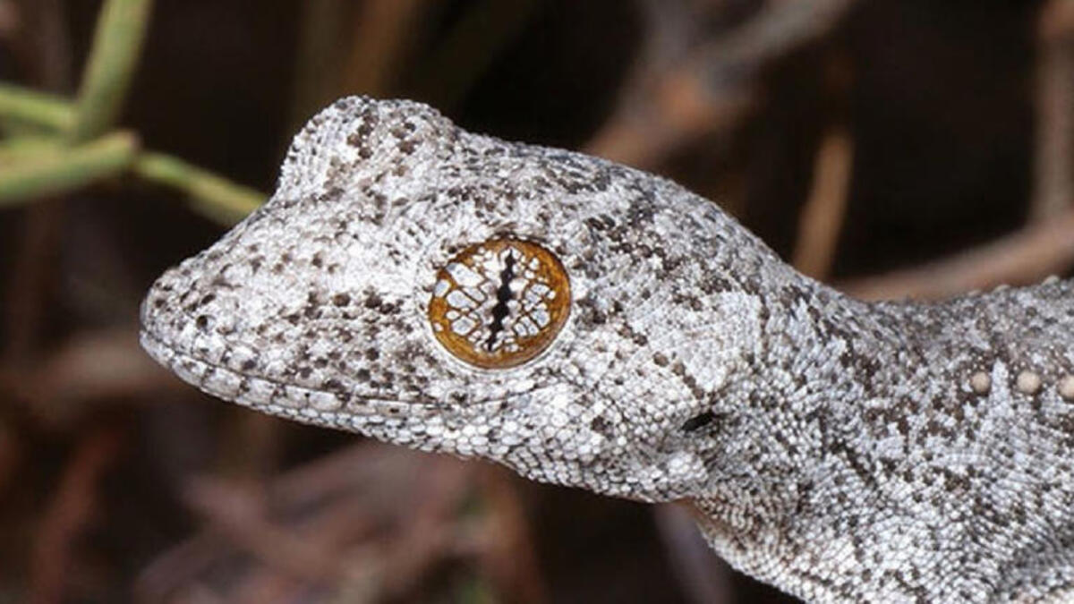 Nuova specie di geco con “occhi psichedelici” identificata in Australia