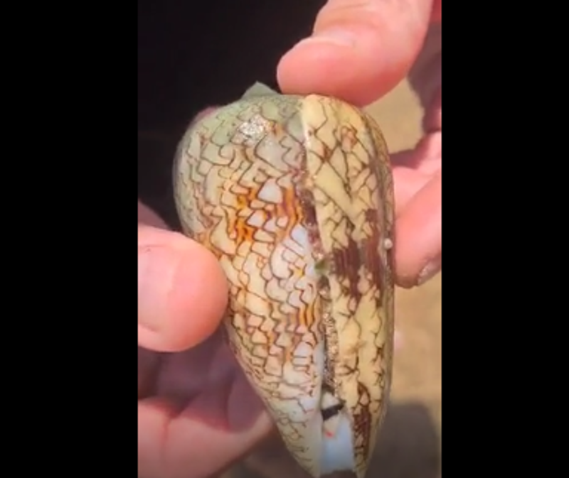 Tiene in mano una delle lumache più letali del mondo: il video