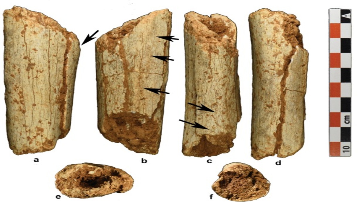 TibiaBoneFoundInLaosCave-1-1.jpg