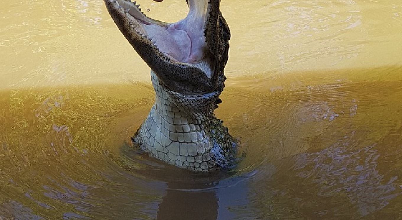 Enorme alligatore cerca di salire a bordo di una barca: il video