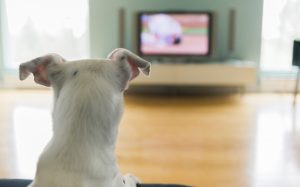 Cosa vedono i cani quando guardano la tv?