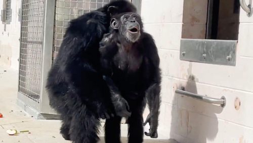 Una scimpanzé di 29 anni vede il cielo per la prima volta nella sua vita. Il video