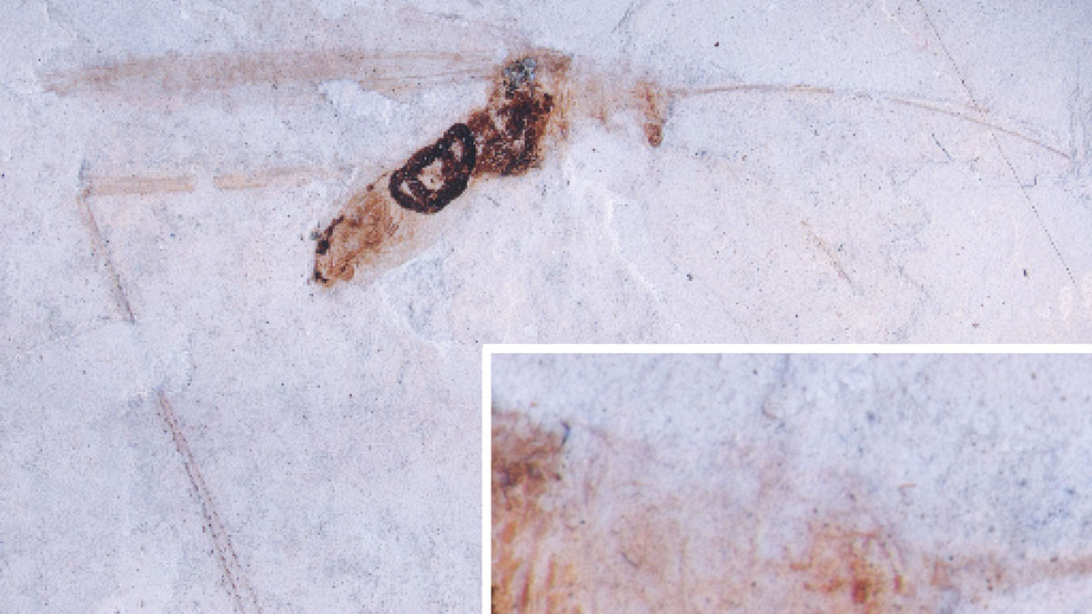 Fossile di insetto di 50 milioni di anni rivela organi perfettamente conservati