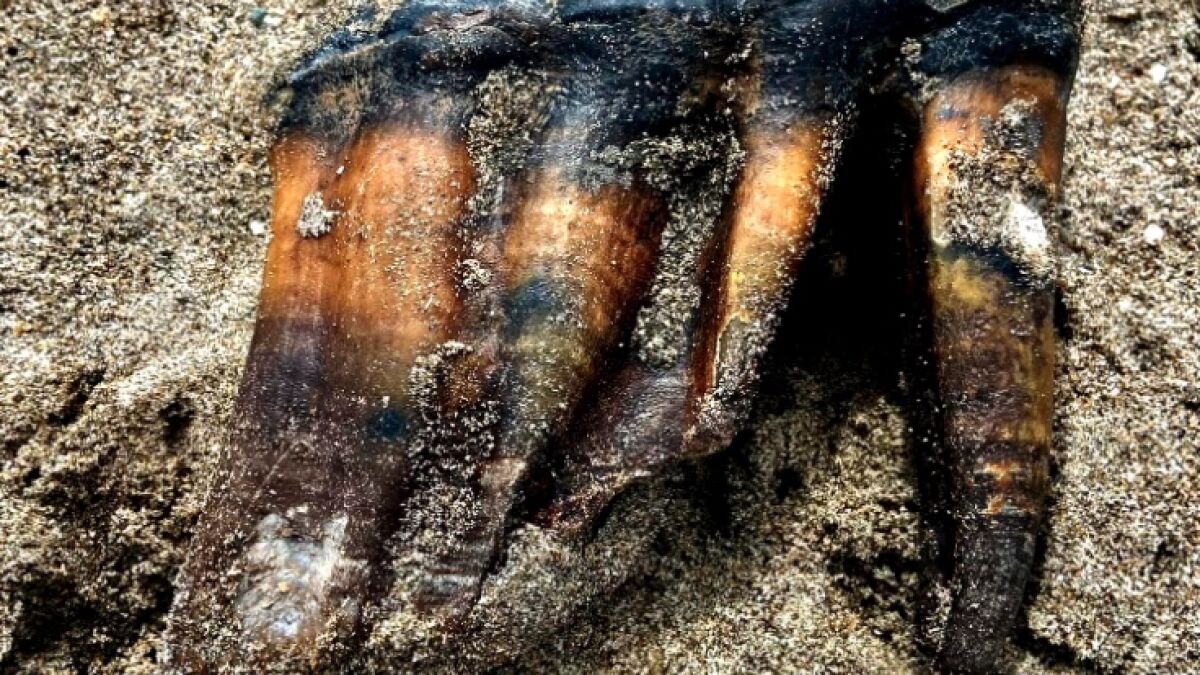 California: una donna trova in spiaggia un dente di mastodonte, ha almeno 1 milione di anni