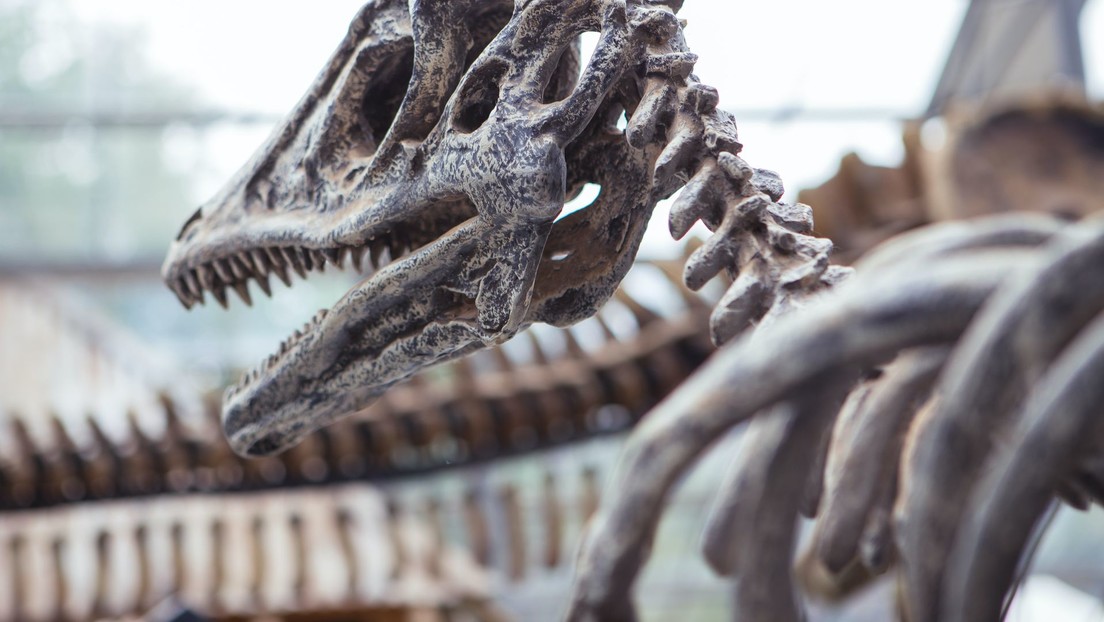 Una nuova specie di dinosauro scoperta in Cina