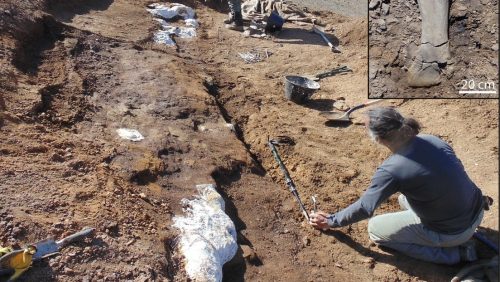 Un nuovo dinosauro dal becco d’anatra scoperto in Patagonia