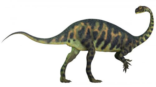 Scoperto il fossile del più piccolo dinosauro   sauropodomorfo del Giurassico
