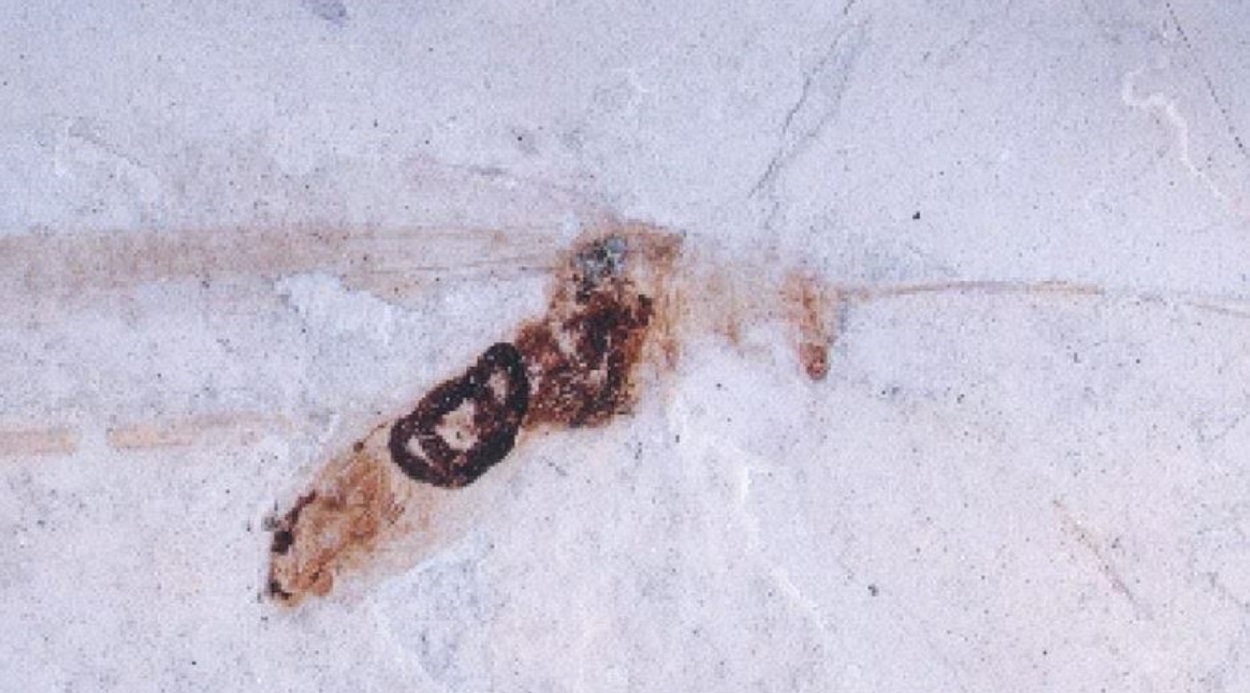 Scoperto rarissimo fossile di 50 milioni di anni: visibili tessuti e organi interni