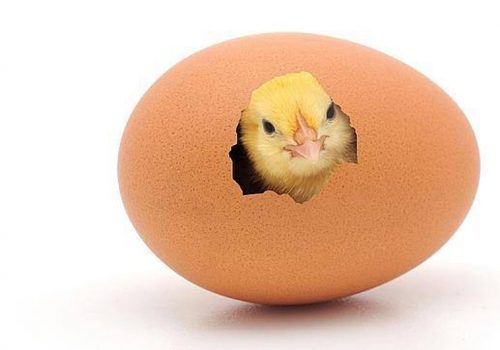 Gallina o uovo: chi è nato prima? La risposta della scienza