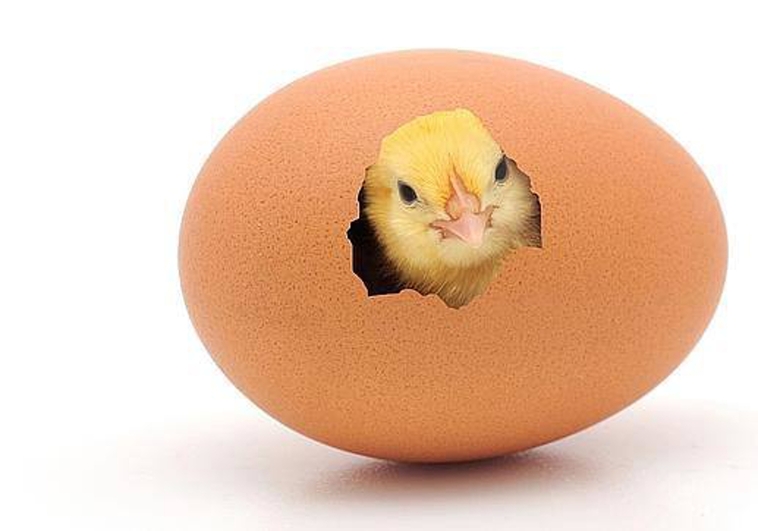 Κοτόπουλο ή αυγό: Ποιος ήρθε πρώτος;  Η απάντηση της επιστήμης