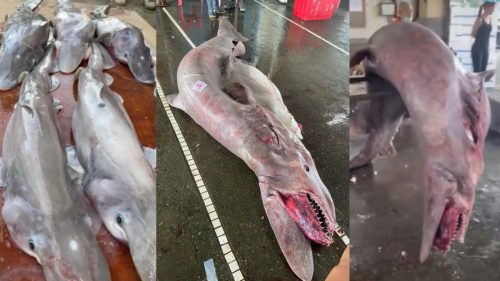 Raro squalo goblin incinta di 6 cuccioli pescato a Taiwan