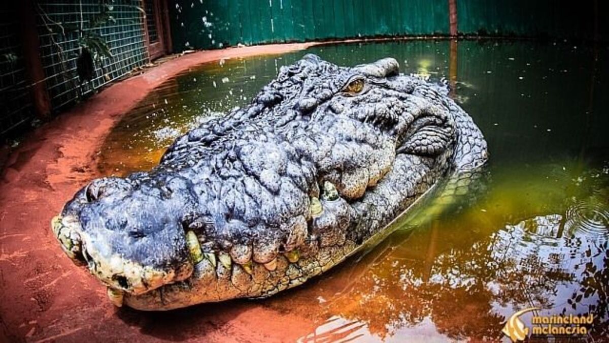 Il più grande coccodrillo in cattività del mondo compie 120 anni