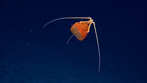 Una creatura mai vista prima scoperta nelle profondità del Pacifico