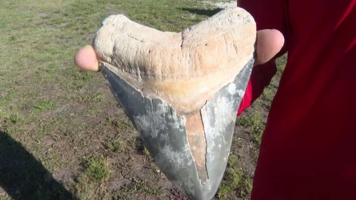 Scoperto dente di megalodonte al largo della costa della Florida: ‘È eccezionale’