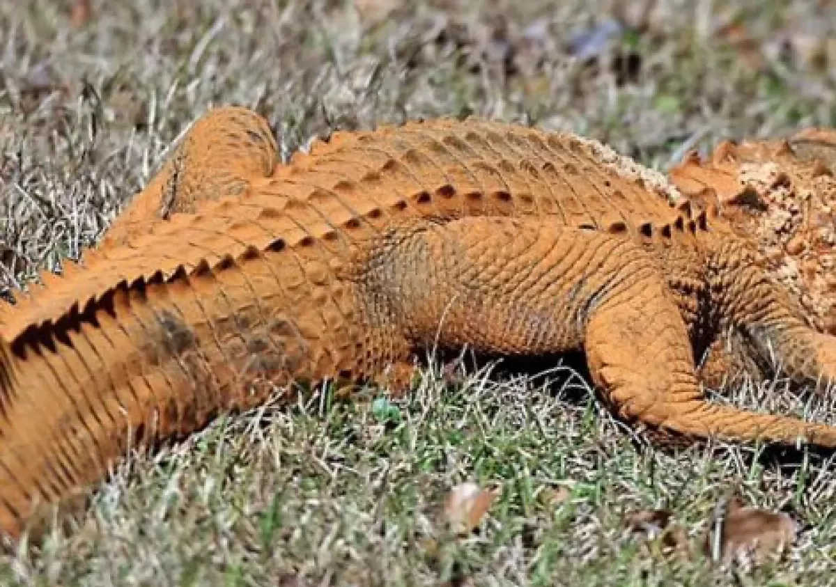 I coccodrilli del Nepal stanno diventando arancioni