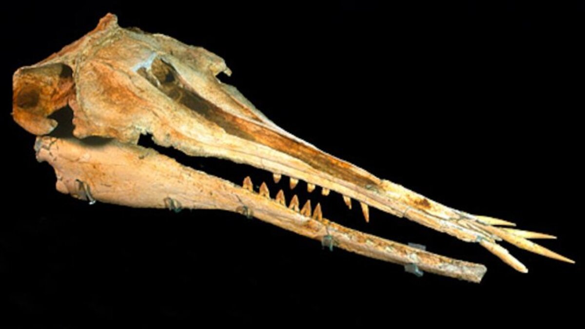 Scoperti i resti di una bizzarra creatura vissuta 25 milioni di anni fa