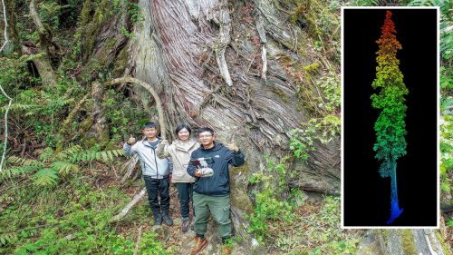 Scoperto nel canyon più profondo al mondo  l’albero più alto dell’Asia