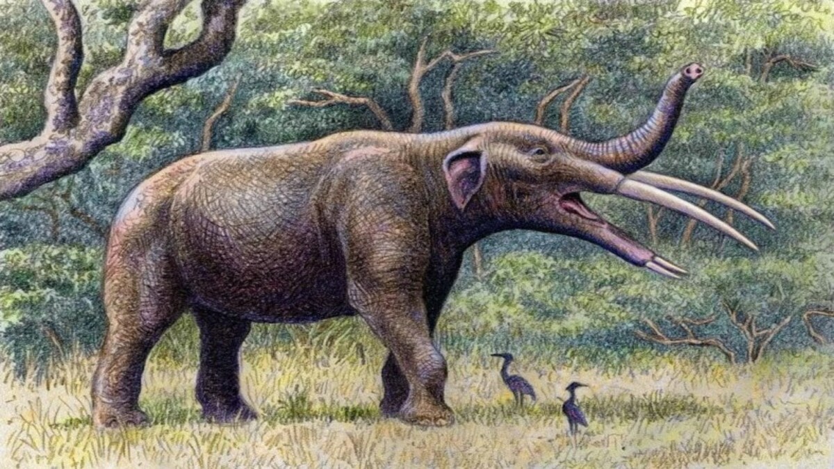 “Cimitero” di elefanti di 5,5 milioni di anni fa scoperto in Florida