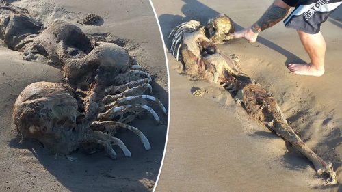 Resti di una misteriosa creatura scoperti su una spiaggia in Australia