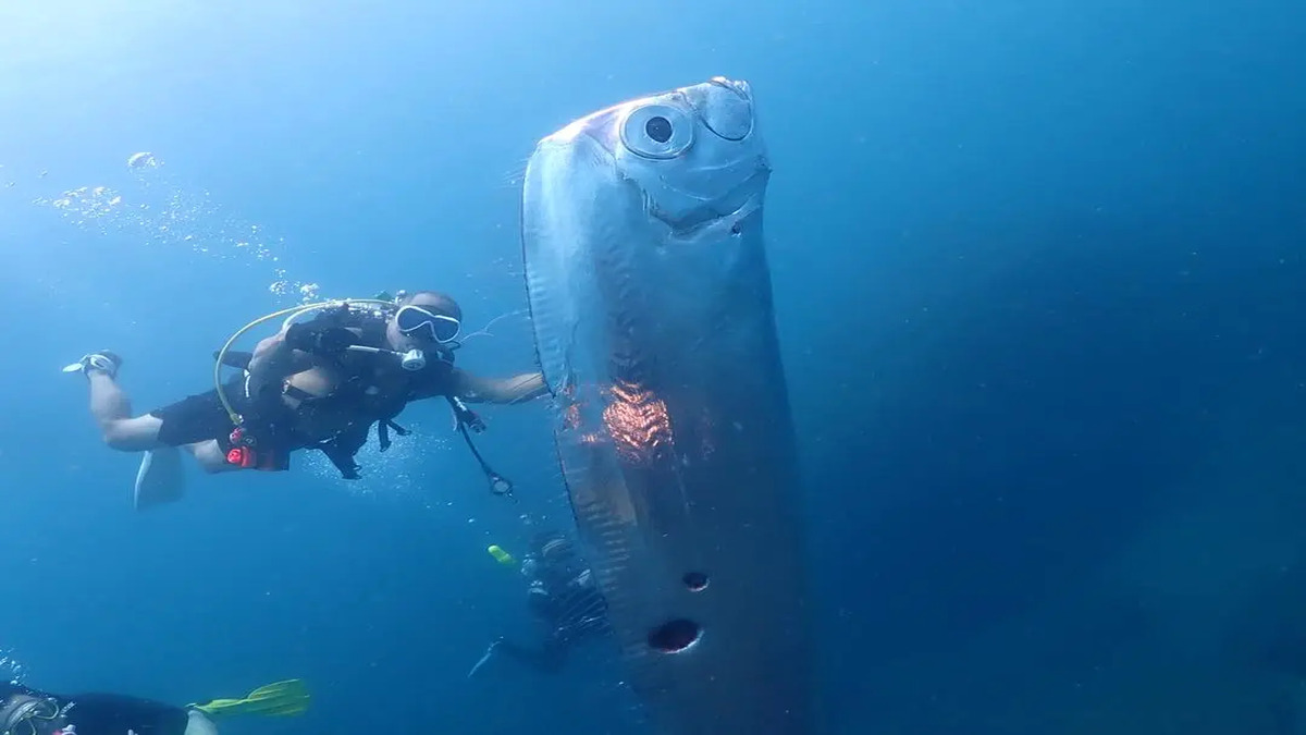 Un incredibile filmato mostra raro pesce remo nuotare tra i sub