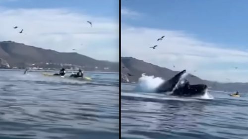 Balena spunta all’improvviso e ‘inghiotte’ due uomini in kayak. VIDEO