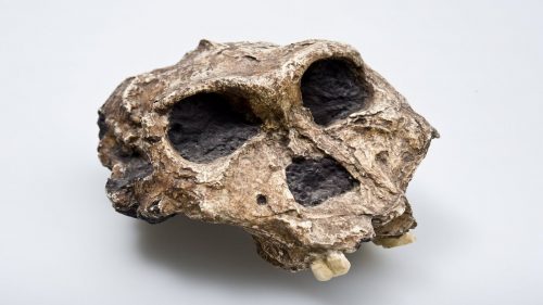 I dati genetici più antichi di sempre recuperati da fossili di ominidi