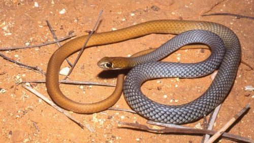 Australia: scoperta nuova specie di serpente velenoso