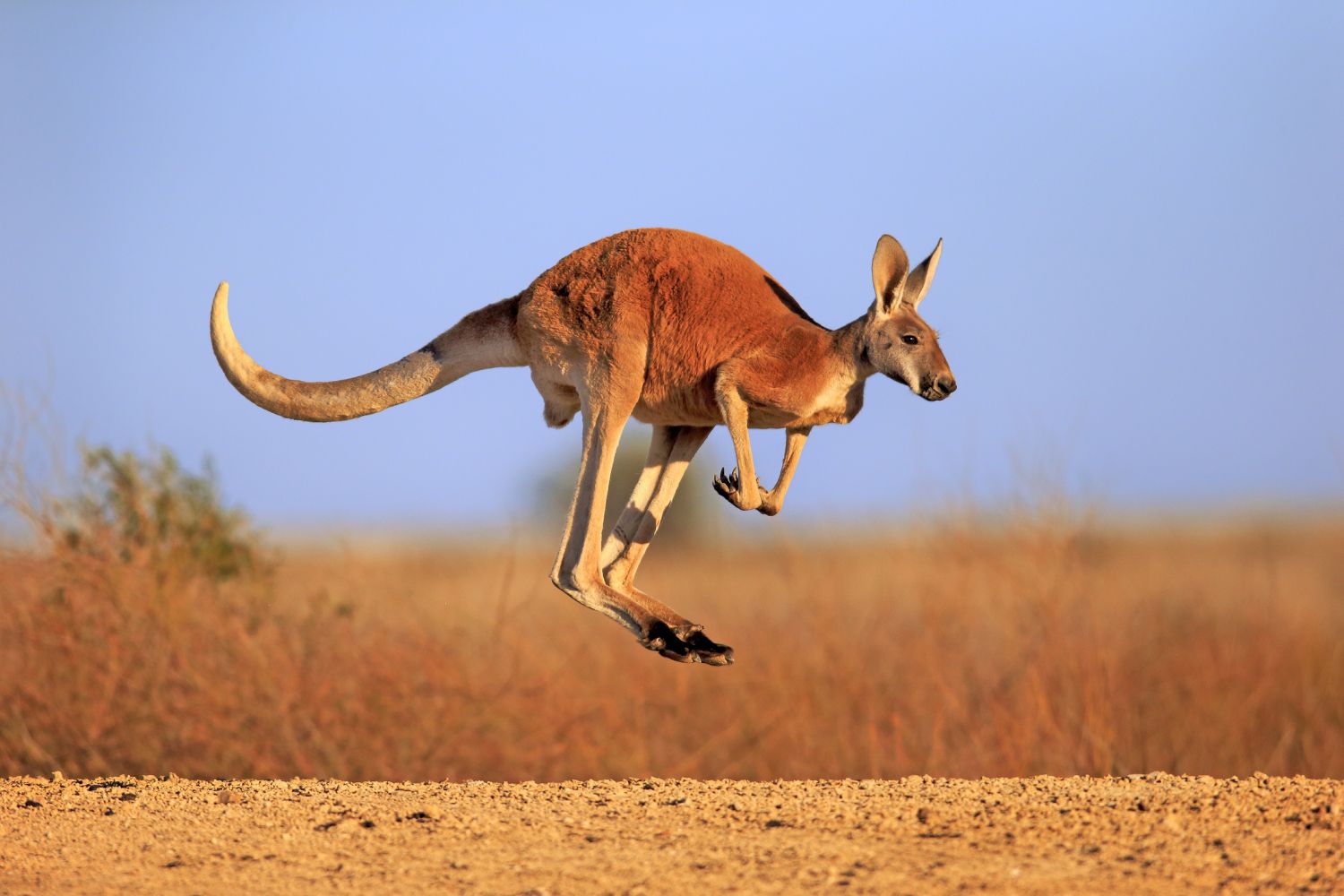 Perché gli animali australiani sono emigrati in Asia e non viceversa?