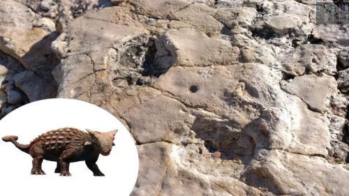 Scoperte impronte di dinosauro su alcuni scogli a Bari