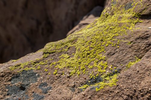 estinzione piante e licheni