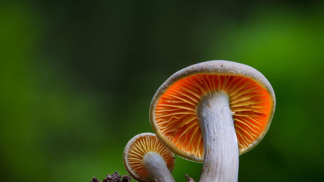 Come fanno i funghi a vivere centinaia di anni senza contrarre il cancro? La scoperta
