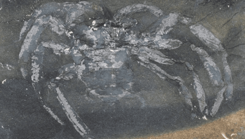 Scoperto un ragno fossile di 310 milioni di anni, il più antico mai trovato in Germania