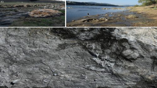 I paleontologi portano alla luce una foresta fossile del Miocene in Giappone