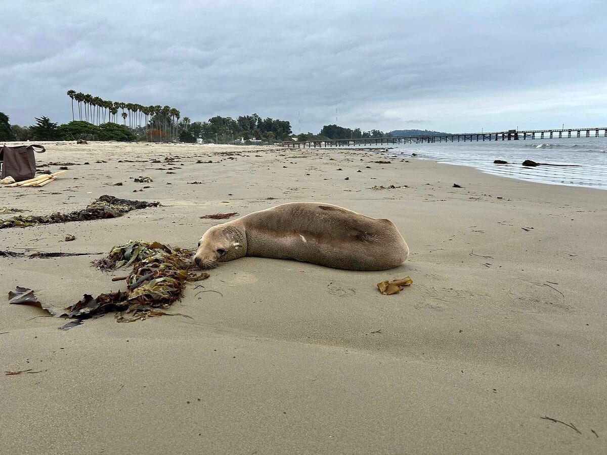California: leoni marini aggressivi verso le persone, colpa di una neurotossina mortale