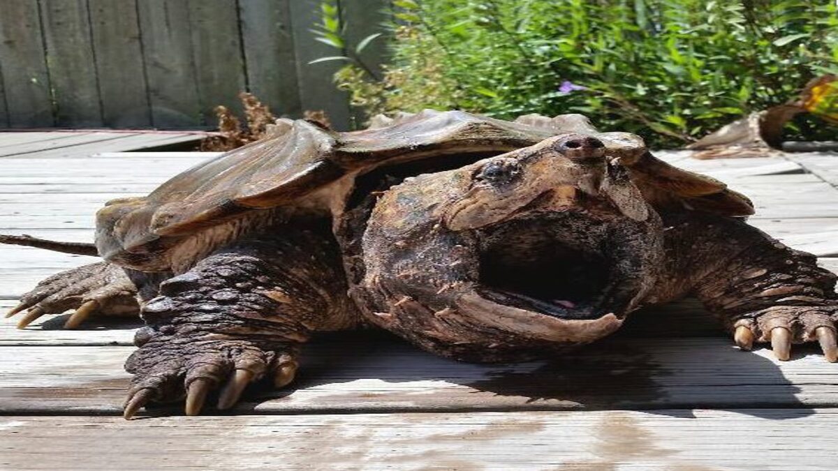 Torino: “tartaruga-alligatore” scoperta nei pressi di un parco giochi