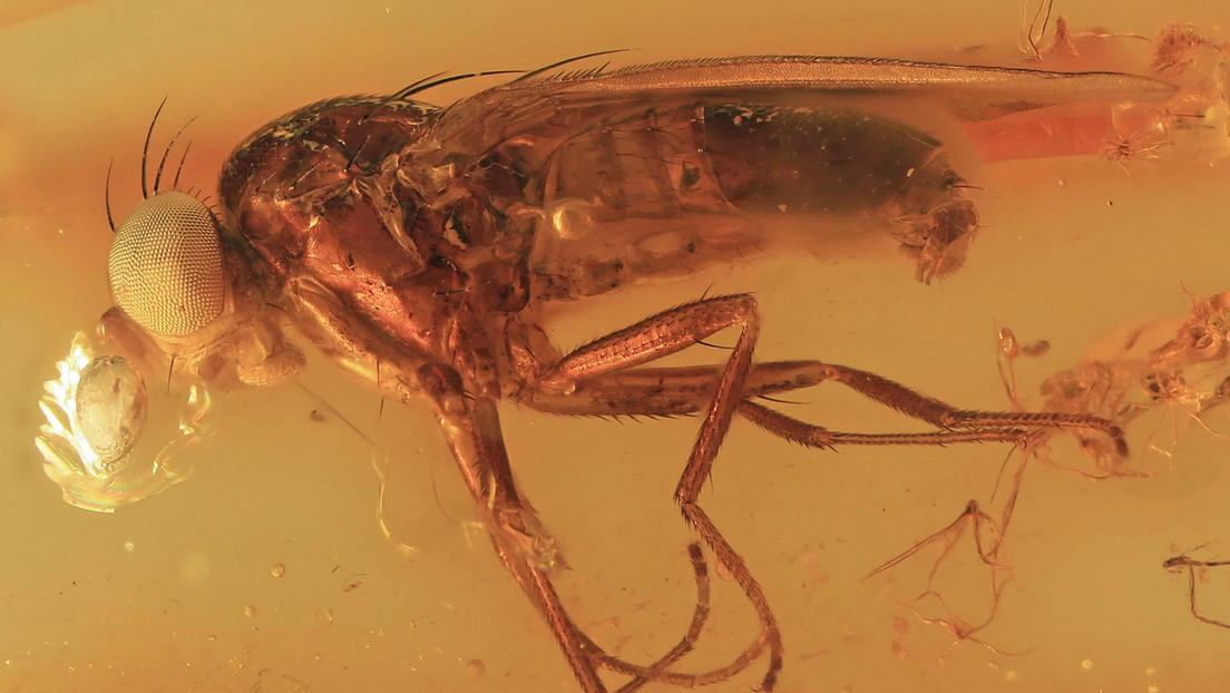 Scoperta nuova specie di insetto di 34 milioni di anni in un pezzo di ambra