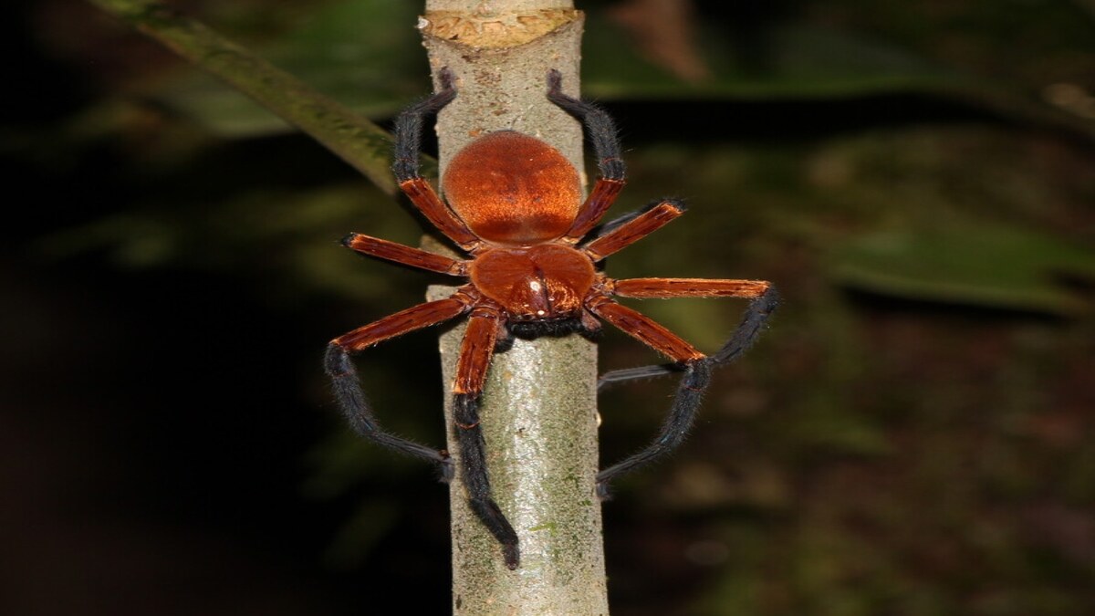 Nuova specie di ragno scoperta nella foresta pluviale amazzonica