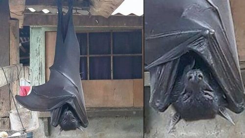 Un’immagine di un pipistrello gigante sta facendo il giro del mondo