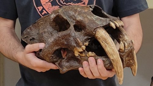 Sudafrica: scoperti i fossili di nuove specie di tigri dai denti a sciabola